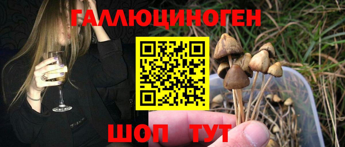 Псилоцибиновые грибы прущие грибы  Вход с VPN  Богданович 